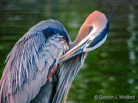 Heron Preening_DSCF03194.jpg - Great Blue Heron (Ardea herodias) photographed along the Rideau Canal Waterway at Smiths Falls, Ontario, Canada.